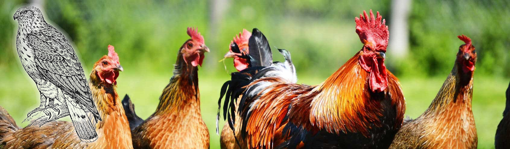 cropped-chickens-header.jpg